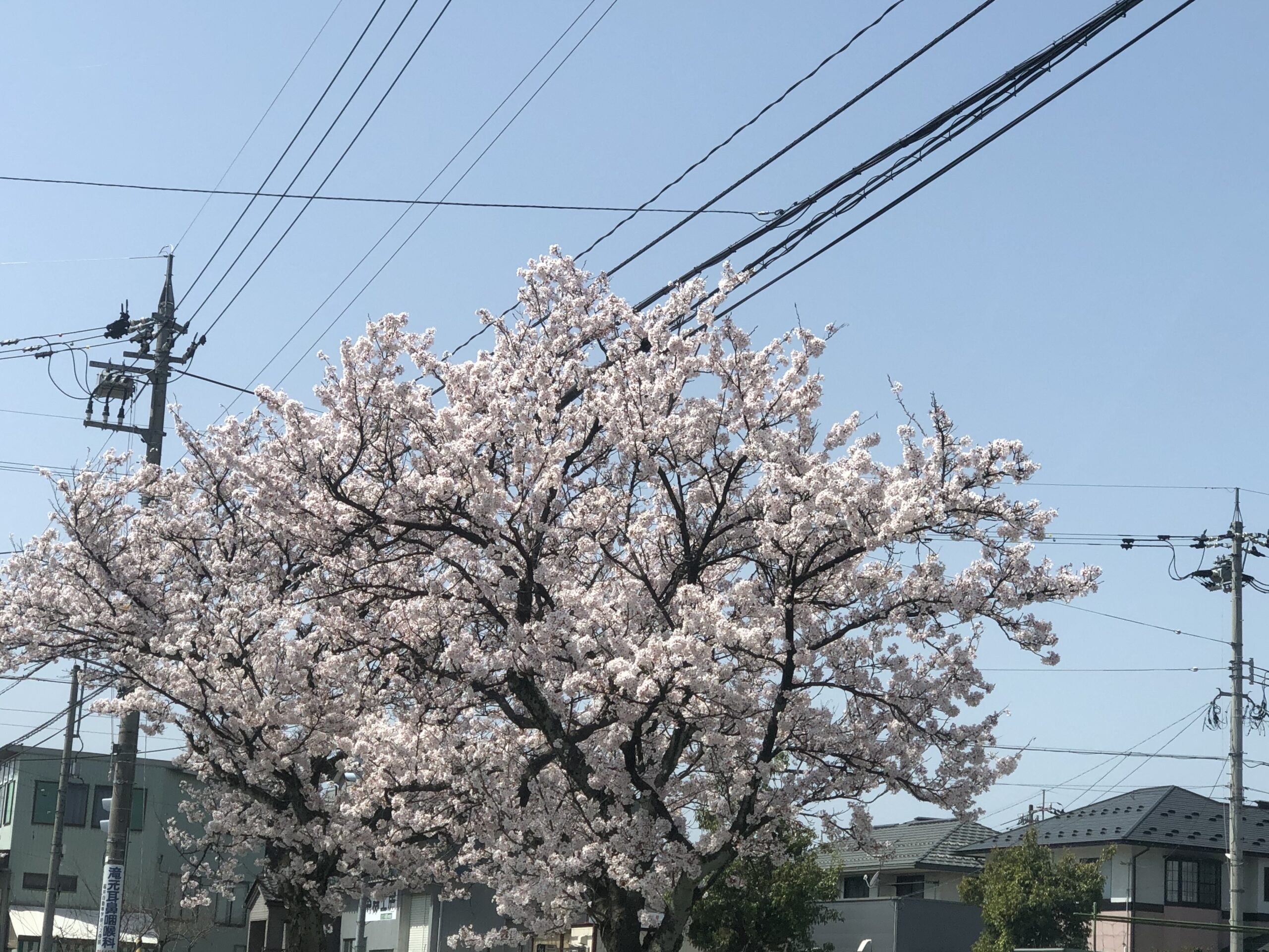 今年の桜の見ごろは？